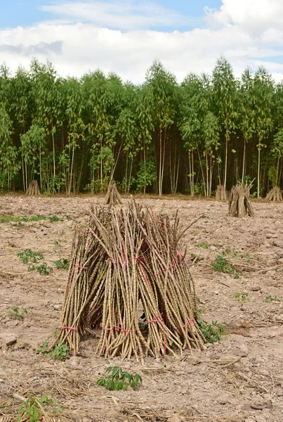 Kassava eller maniok växt-fält — Stockfoto
