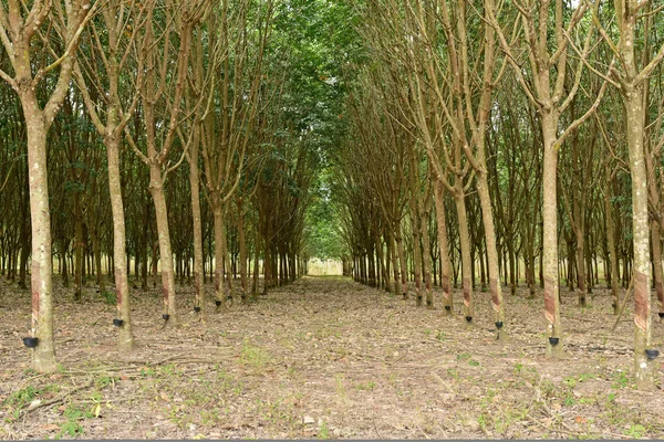 Piantagione di alberi di gomma — Foto Stock