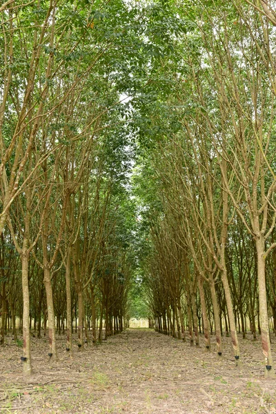 Plantación de árboles de caucho — Foto de Stock