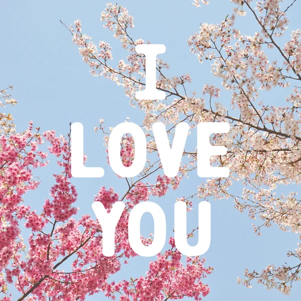 Eu amo você lettering na flor de cerejeira — Fotografia de Stock