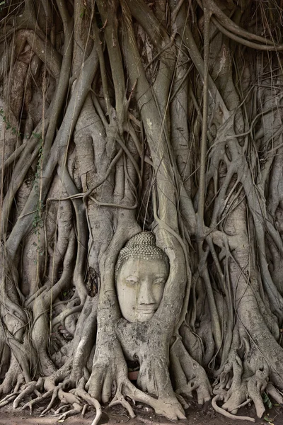 Head of Buddha statue — Stock Photo, Image