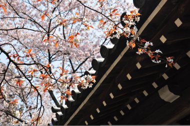 Bahar sezonu kiraz çiçeği