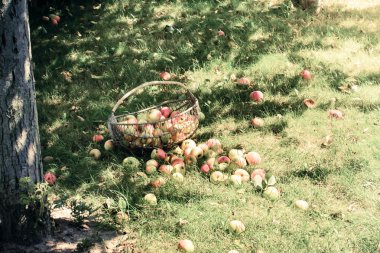 taze ve renkli elma sepeti