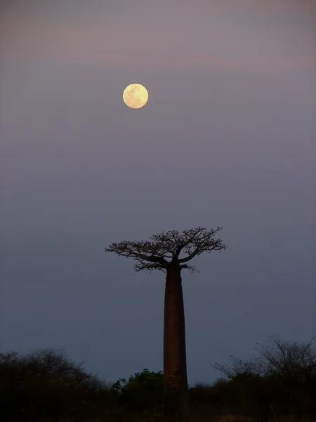 La lune et le baobab — ストック写真