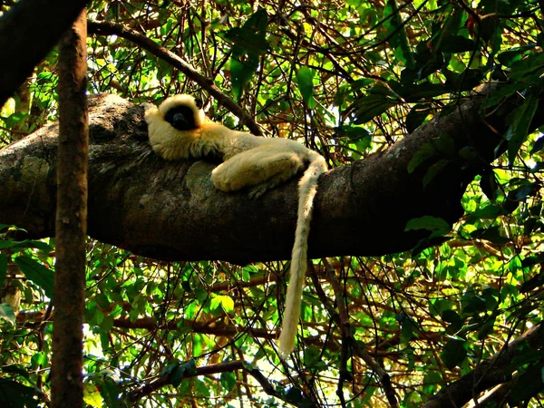 La siesta del lémur — Foto de Stock