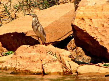 Le oiseau l affut du poisson