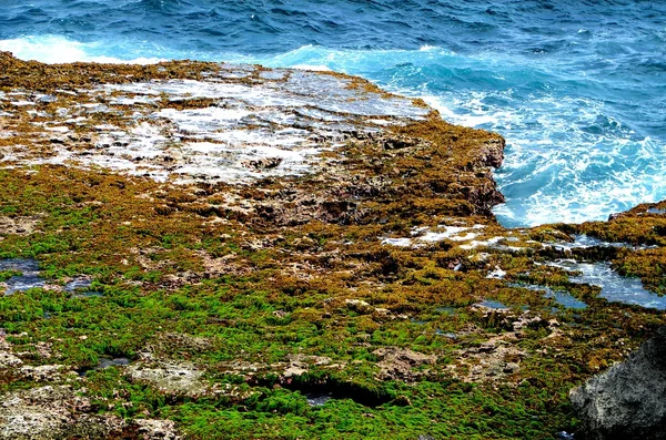 Couleurs d algues sur les rochers — Stok fotoğraf
