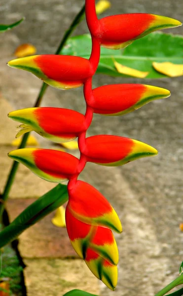 Fleur de guadeloupe — Stok fotoğraf