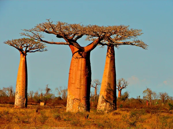 Paysage de baobabs de beaux Imágenes de stock libres de derechos