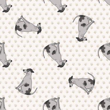 Şirin bir karikatür çizen tazı vektör klibiyle oturuyor. Soylu köpek kulübesi köpeği itaat eğitimi için yetiştirilir. Köpek gösterisi maskotu için safkan evcil köpek yavrusu. İzole köpek ırkı.. 