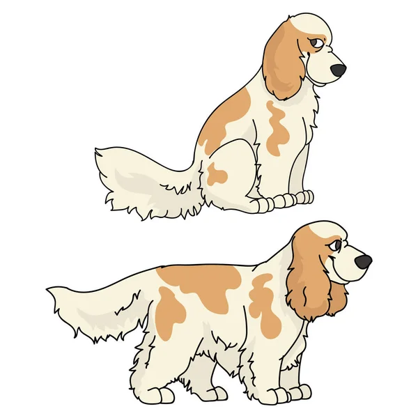 Cute cartoon Cocker Spaniel dog vector clipart. Pedigree kennel doggie breed for kennel club. Purebred domestic puppy training for pet parlor illustration mascot. Isolated canine breed. — Stock Vector