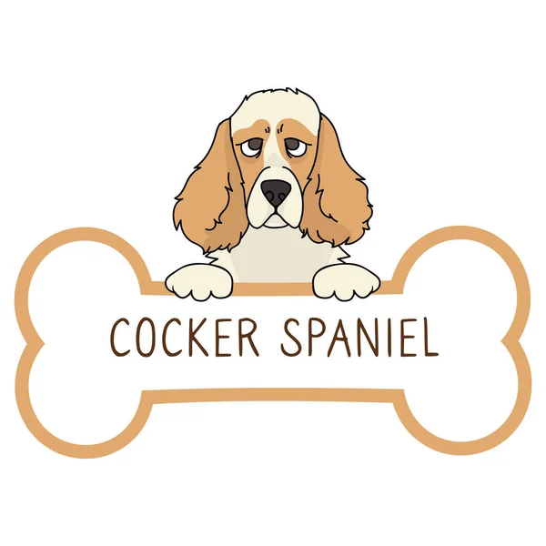 Cute cartoon Cocker Spaniel on collar dog tag vector clipart. Purebred doggy identification medal for pet id. Domestic dog for pet pooch. — Stock Vector