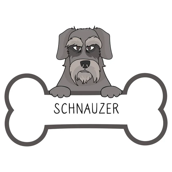 Carino cartone animato Schnauzer sul collare cane tag vettore clipart. Medaglia di identificazione del cane di razza pura per pet id. Cane domestico per cagnolino domestico. — Vettoriale Stock