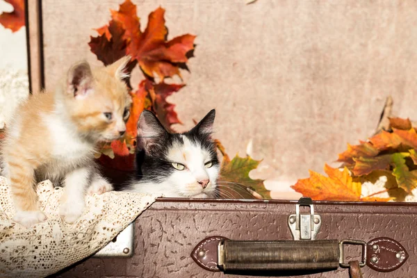 Two cats in a trunk