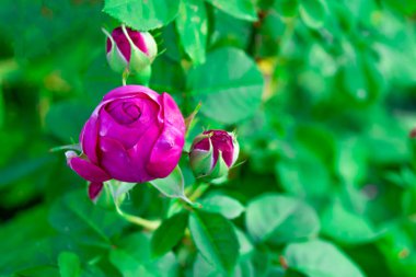 Yeşil yaprakların arka planında açılmamış kırmızı bir gül tomurcuğu. Proje ve tasarım için resim.