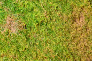 Sarı kum tepesinde nehir yeşili algler. Soyut doğal arkaplan.