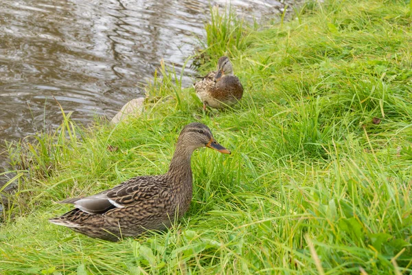 Duck Grass Background Water — Stock Photo, Image