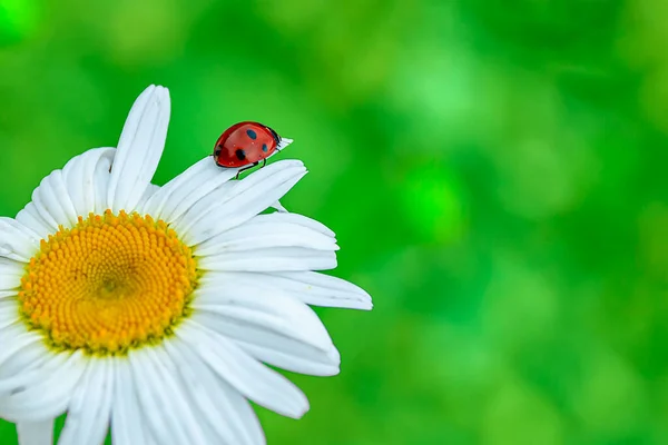 Lieveheersbeestje Een Mooie Kamillebloem Een Groene Weide Natuurlijke Natuur Ecologie — Stockfoto