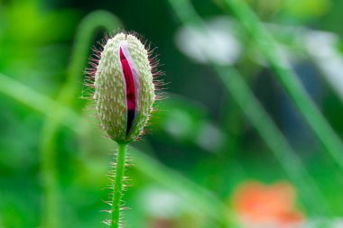 Kırmızı haşhaş tomurcuğu yeşilliğin arka planında yakın plan.