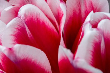 Lale yaprakları yakın plan. Pembe-beyaz yaprakların soyut arkaplanı.