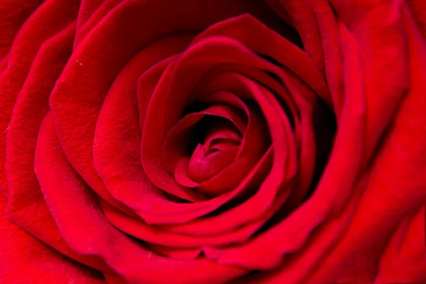 Czerwona Róża Blisko Streszczenie Tła Czerwonego Pączka Róży — Zdjęcie stockowe
