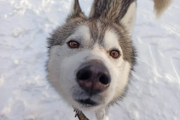 有趣的狗的肖像 白雪背景下的犬种哈士奇特写 — 图库照片