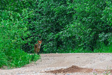 Tilki ormanın kenarında duruyor. Vahşi bir hayvan, uzaktan insanları endişeyle izler. Dikkat!.