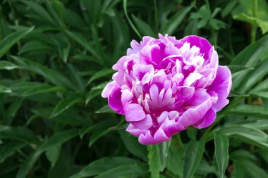 Yeşil yapraklı kırmızı-pembe şakayık. Güzel bir çiçeğin yakın çekimi. Proje ve tasarım için resim.