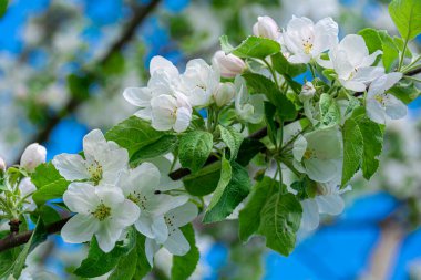 Elma ağacının beyaz çiçekleri. Meyve bitkilerinin çiçek açması. Bahar çiçek açan meyve ağaçlarının zamanıdır..
