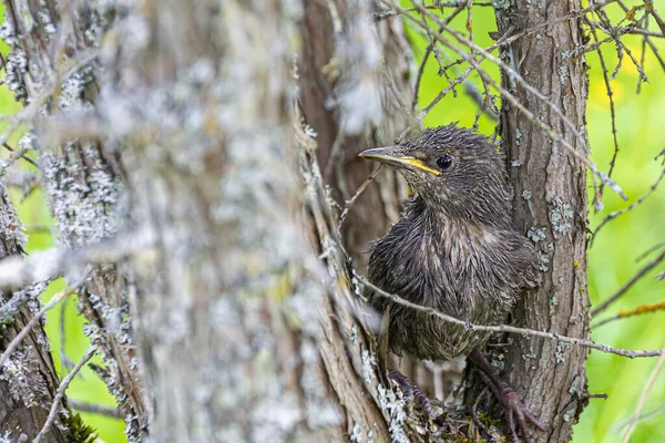 A thrush chick sits on a branch. The concept of wild birds in nature, environmental protection, crop loss.