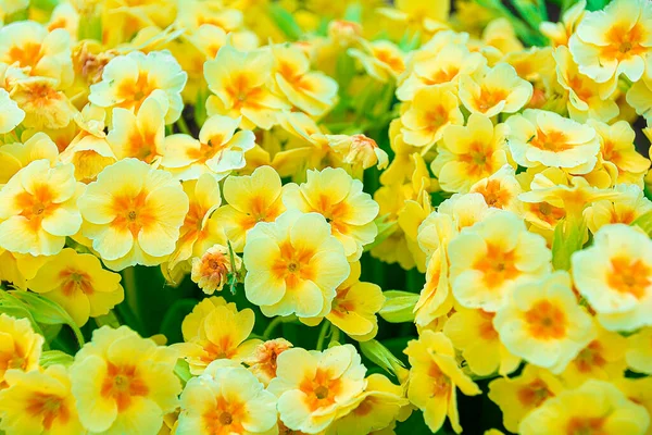 Bakgrund Från Gula Blommor Naturlig Bakgrund För Projekt Design Och — Stockfoto