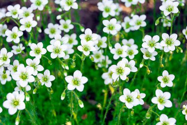 Küçük beyaz çiçeklerin arka planı. Yeşillik arka planında beyaz çiçekler. Tasarım ve proje için resim, kartpostallar.