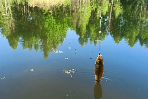 Carpa Crucian Peixe Gancho Com Uma Linha Pesca Peixe Capturado — Fotografia de Stock