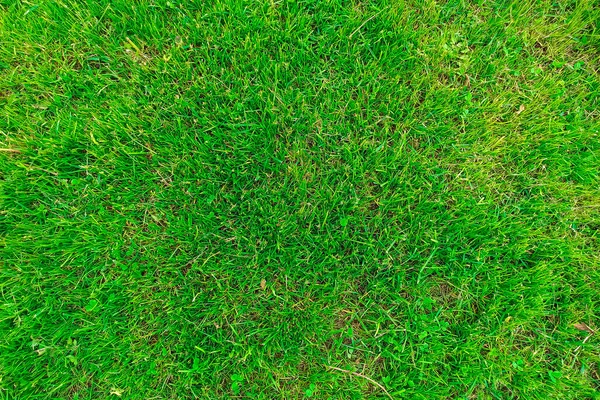 Abstract background and texture of green grass. Lawn top view. Image for design and project, postcards.