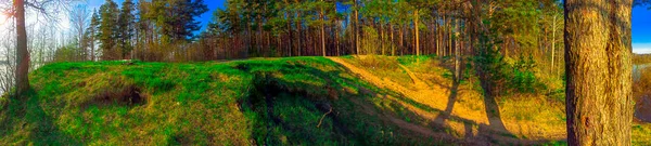 Panorama Van Een Gemengd Bos Zonnige Zomerdag Stockfoto