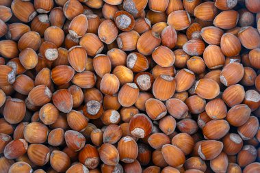 Kuru kahverengi fındık arka planı. Soyulmamış kahverengi fındık yığını. Yaklaş..
