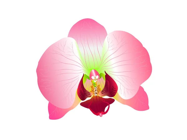 Bellezza di fiori di orchidea — Vettoriale Stock