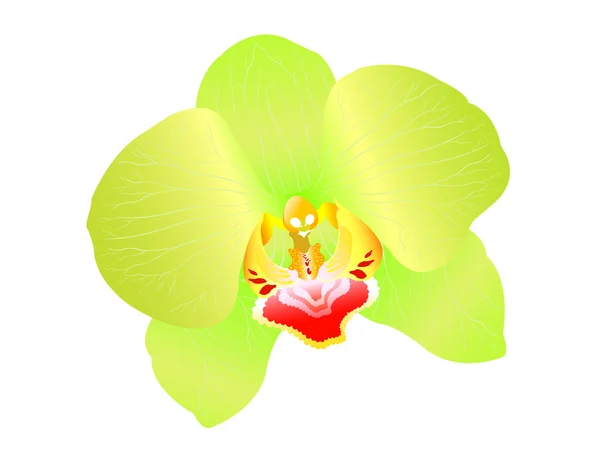 Belleza de las flores de orquídea — Archivo Imágenes Vectoriales