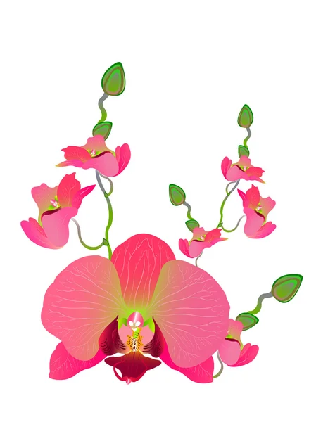 Bellezza di fiori di orchidea — Vettoriale Stock