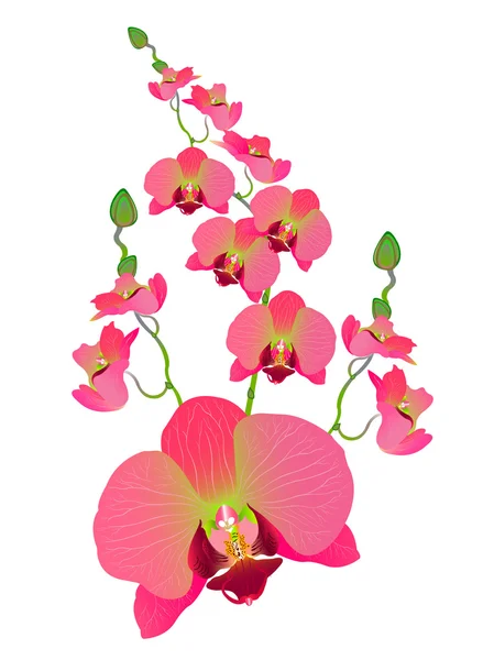 Beauty of orchid flowers — Stock Vector