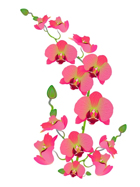 Schoonheid van de orchideebloemen — Stockvector