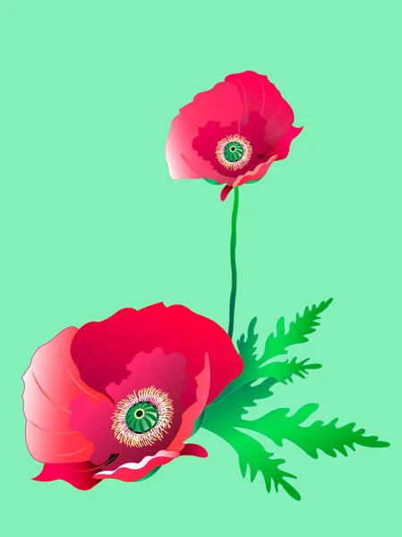 Poppy greeting card — Stock Vector