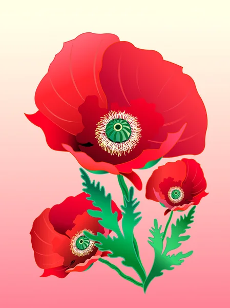 美丽的罂粟花 — 图库矢量图片