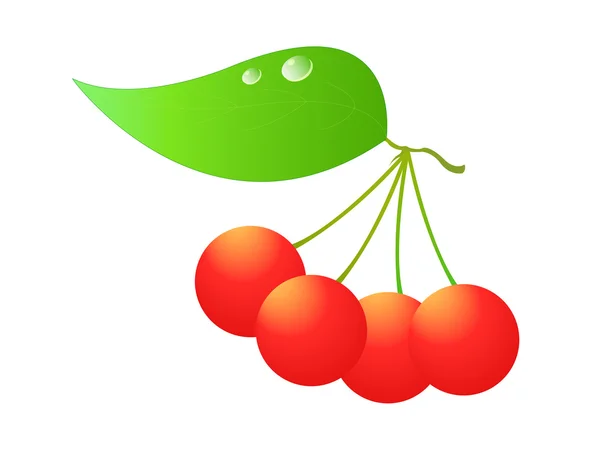 Fresh Taste of Cherries — Stock Vector