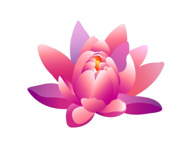 Güzel nilüfer çiçeği