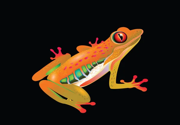 Ilustración de rana tropical — Vector de stock