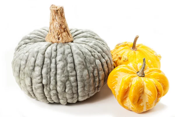 Pumpkin green — Stock Photo, Image