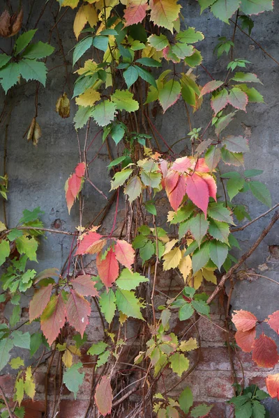 Branches Plant Twine Old Textured Brick Wall — Stock Photo, Image