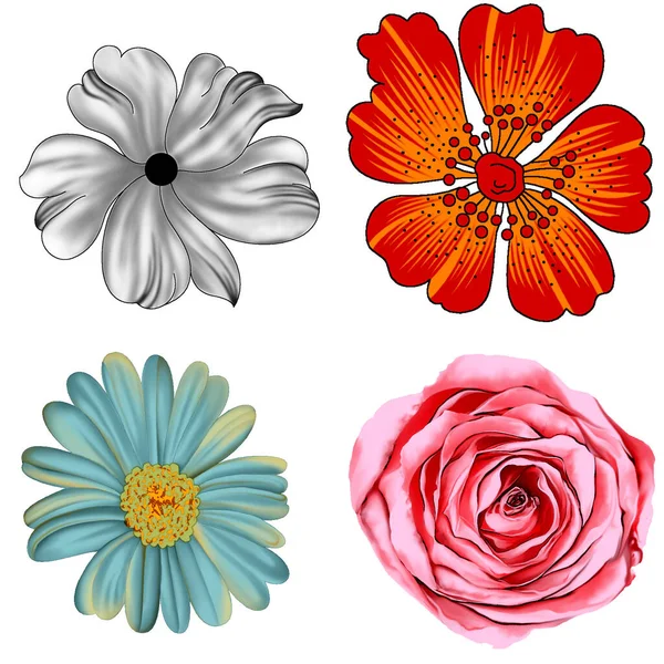 Set Von Vier Digitalen Blumenkunstwerken — Stockfoto