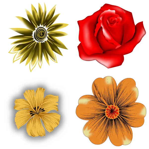 Set Von Vier Digitalen Blumenkunstwerken — Stockfoto